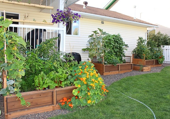 Gardening Raised Bed 6x3 5 web